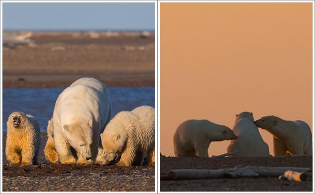 Beruang kutub yang seharusnya main di atas hamparan salju, kini mereka hanya bisa bermain di atas hamparan pasir | Photo: Copyright metro.co.uk