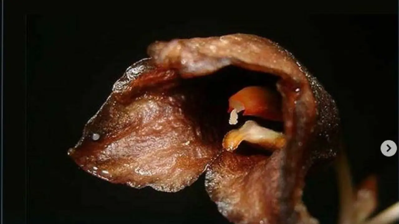 Anggrek hantu