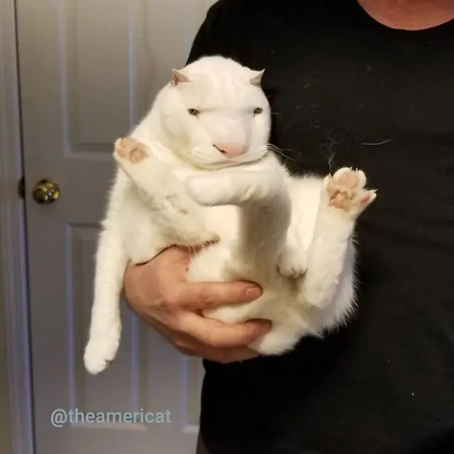 6 Editan Foto Kucing Ini Bikin Tepuk Jidat, Idenya Kelewat Unik