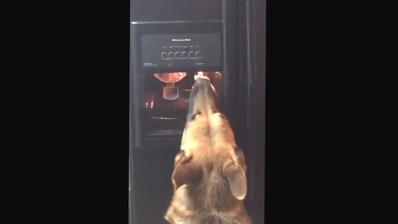 Anjing Ini Bisa Menggunakan Sendiri Dispenser Minuman