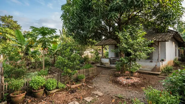 Inspirasi Kebun Buah Ala Kampung di Halaman Rumah Sederhana