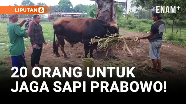 VIDEO: Pengaman Ekstra! Sapi Kurban Prabowo Dijaga 20 Orang!