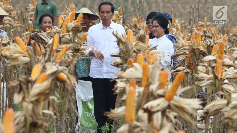 Jokowi Hadiri Panen Raya Jagung di Tuban