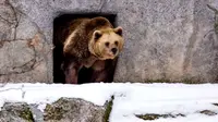 Karena musim dingin yang lebih hangat dari biasanya, sepasang beruang mengira sudah waktunya keluar dari hibernasi mereka.