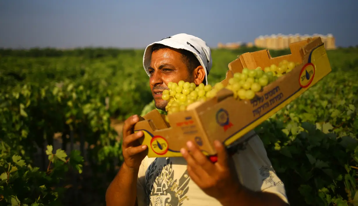 Seorang petani Palestina membawa buah anggur selama musim panen di sebuah kebun anggur di Kota Gaza (19/7). Menurut Departemen Pertanian Gaza memproduksi sekitar 8115 ton anggur setiap tahunnya. (AFP Photo/Mohammed Abed)