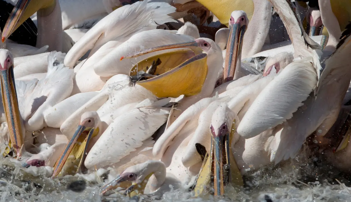 Ribuan pelikan memakan ikan dalam pendaratannya di waduk Mishmar HaSharon sebelum bermigrasi ke Afrika, Israel, Kamis (13/10). Pelikan adalah burung air yang memiliki kantung di bawah paruhnya. (AP Photo/Ariel Schalit)