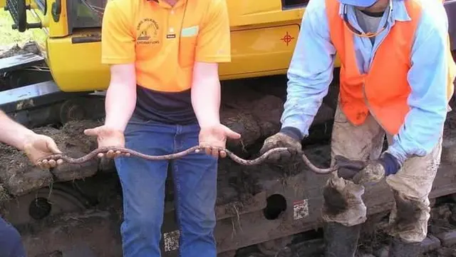 Sempat Dikira Kabel, Pria Ini Temukan Cacing Tanah Terbesar di Dunia