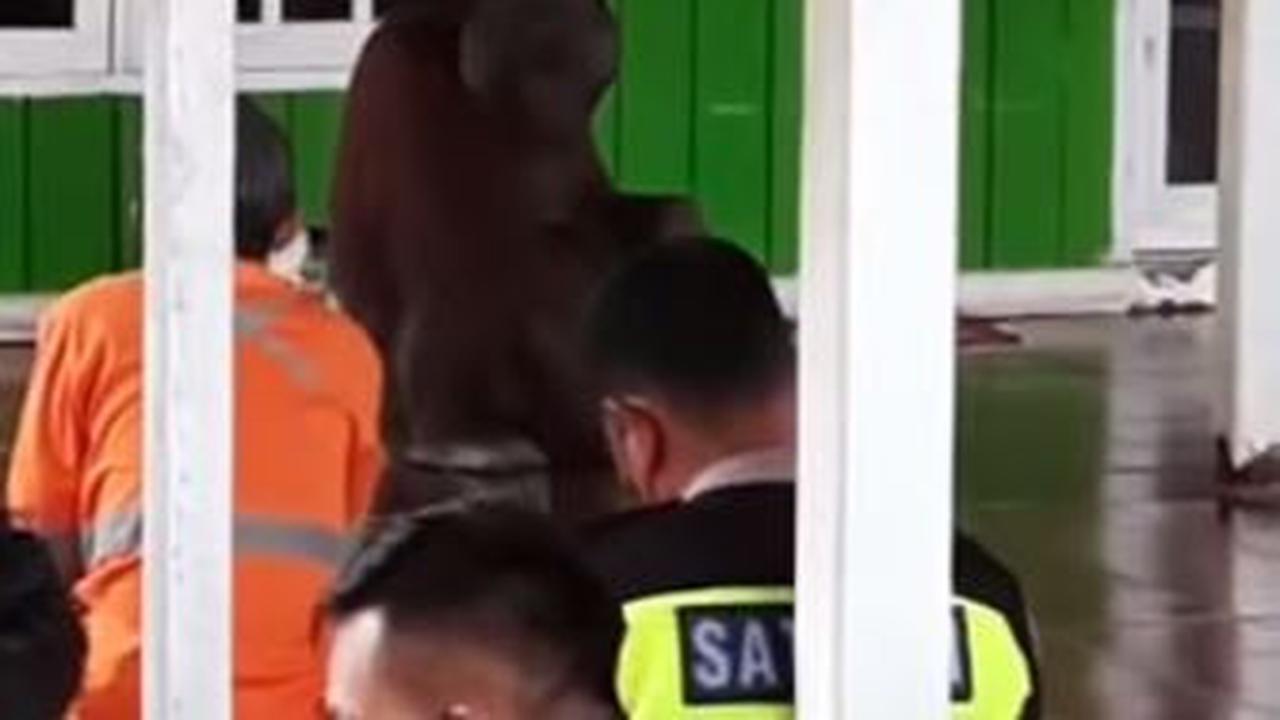 Orangutan dengarkan ceramah Jumat atau khutbah Jumat. (Foto: Liputan6.com/Istimewa)