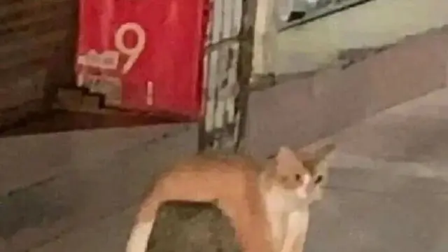 8 Potret Tingkah Kucing saat Gabut Ini Bikin Tepuk Jidat