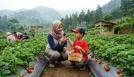 7 Rekomendasi Kebun Stroberi di Bandung, Bisa Petik dan Bawa Pulang Buah Segar