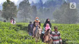 Warga berkuda saat berkeliling kebun teh di pinggir jalan raya yang menghubungkan Bogor-Cianjur di kawasan Gunung Mas, Puncak, Jawa Barat, Minggu (17/5). Kegiatan ngabuburit atau menunggu waktu berbuka puasa ini melanggar aturan PSBB karena mengundang kerumunan massa. (merdeka.com/Arie Basuki)