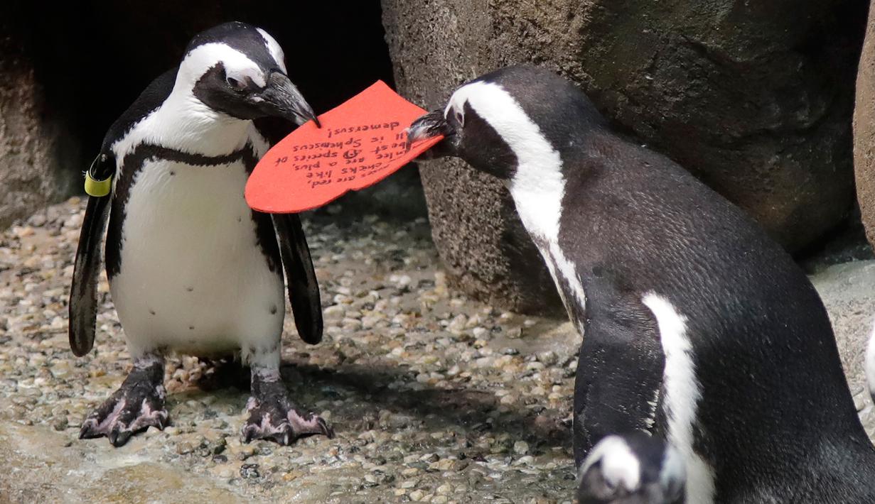 Foto Tingkah Lucu Penguin Rayakan Hari Valentine Global