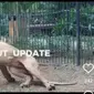 Viral video seekor singa putih di Faunaland Ancol terlihat kurus dan terjatuh saat berjalan. Sumber: @jakut_update.
