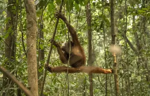 Nestapa 46 Orangutan Terjebak di Sisa Hutan Terbakar
