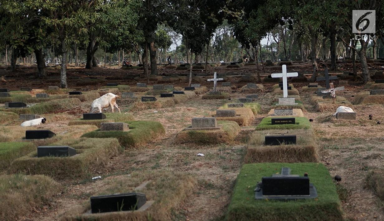 FOTO Kurang Lahan Hijau Kambing Ini Cari Makan di TPU  