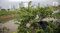 Petani memanen jambu di bantaran Kali Ciliwung, Petamburan, Jakarta Pusat, Senin (24/5/2021). Kelompok Mandiri Indah Tani sudah enam tahun memanfaatkan lahan bantaran Kali Ciliwung untuk bertani bersama. (Liputan6.com/Faizal Fanani)