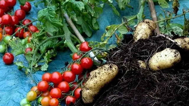 Pohon Ajaib, Bisa Berbuah Tomat Sekaligus Kentang