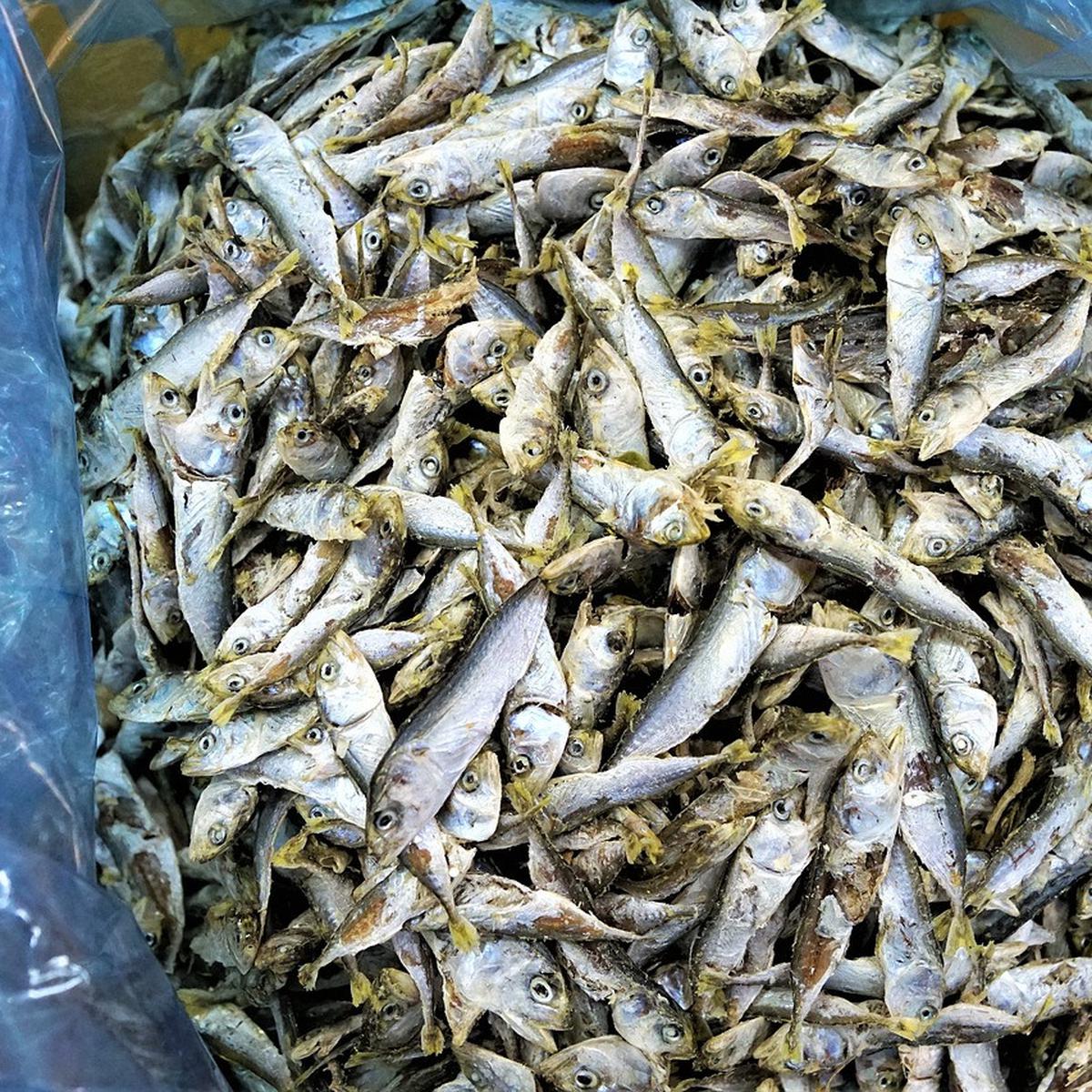 90+ Contoh Olahan Ikan Air Laut Terbaik