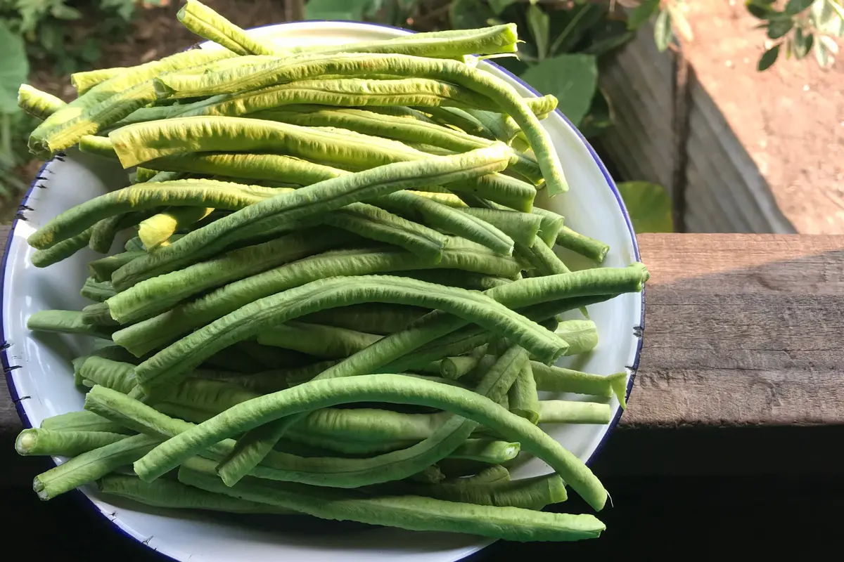 kacang panjang