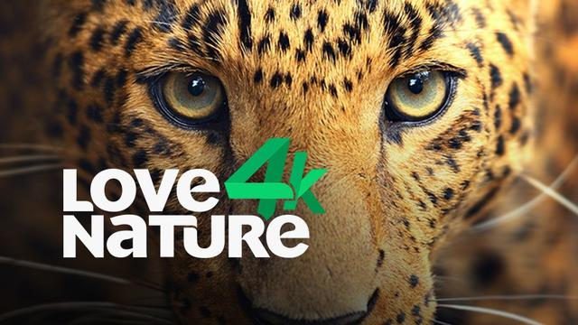 Love Nature Saksikan Keindahan Dan Keajaiban Alam Di Vidio Global Liputan6 Com