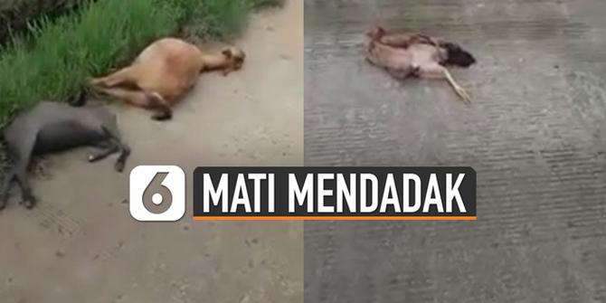 VIDEO: Kambing, Ayam dan Kucing Mati Mendadak di Cibarusah