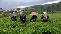 Memetik daun teh di Kebun Teh Andung Biru (Dian Kurniawan / Liputan6.com)