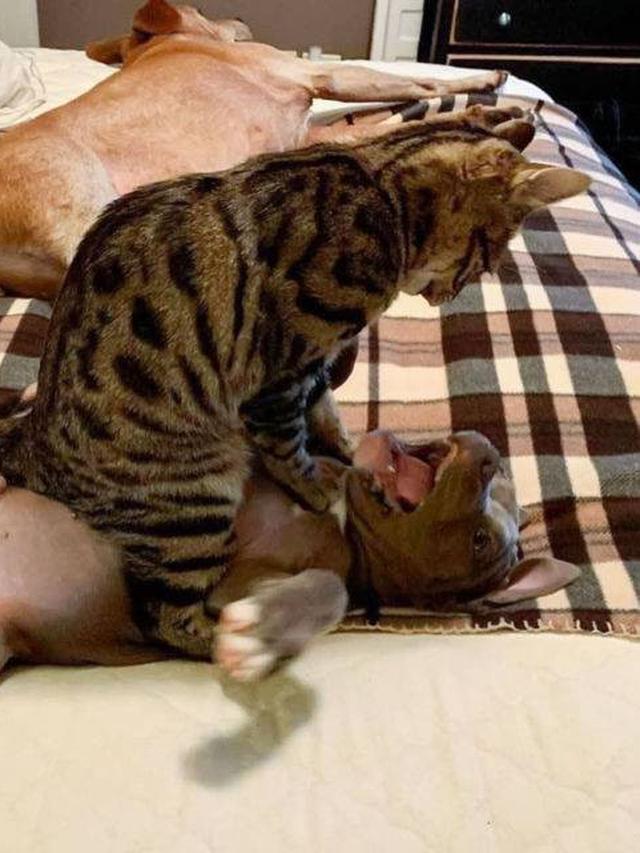 7 Potret Lucu Kucing saat Berkelahi dengan Anjing Ini Kocak