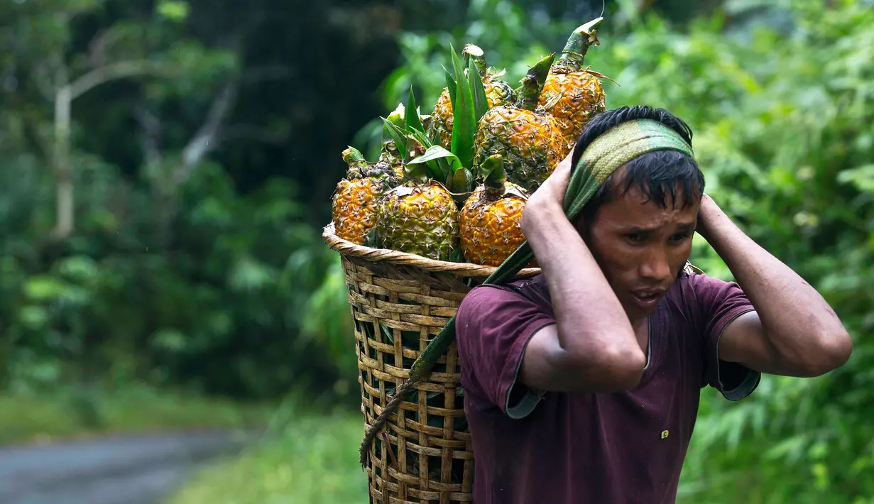 Seorang pria suku Khasi membawa nanas di keranjang bambu dan berjalan di tengah hujan di jalan raya sepanjang perbatasan negara Assam-Meghalaya di India (11/9). (AP Photo/Anupam Nath)