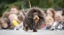 Seekor anjing dachshund yang berpakaian seperti leo berjalan di atas podium selama festival parade dachshund di Sankt Peterburg, Rusia, Sabtu, 16 September 2023. (AP Photo/Dmitri Lovetsky)