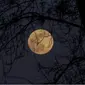 gerhana bulan (foto: unsplash)
