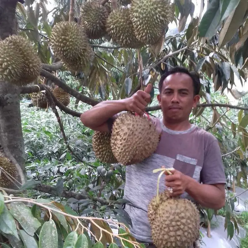 Yayat, pemilik sekaligus pengelola kampung durian di Garut, Jawa Barat, menunjukan buah durian siap panen di kebunnya