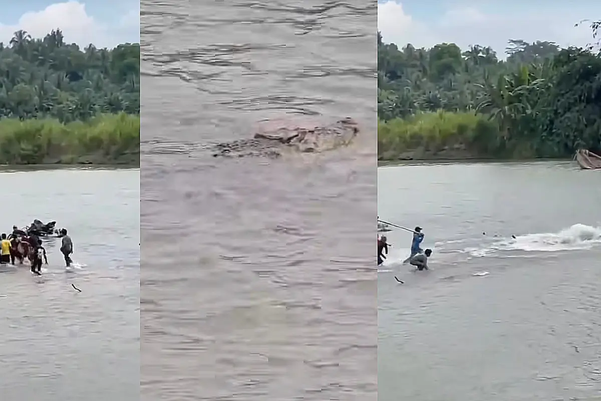 Detik-detik sejumlah warga menyerang buaya yang menyeret seorang pria lanjut usia di Sungai Way Semaka, Tanggamus. Foto: (Istimewa).