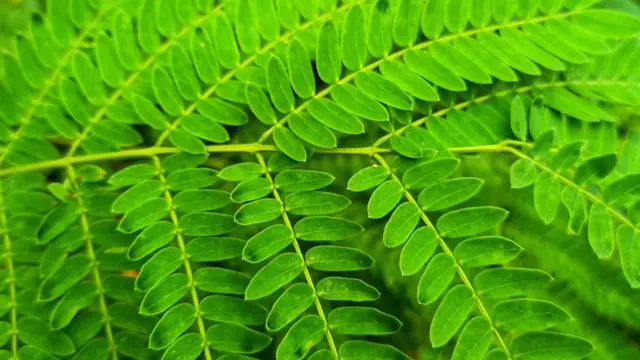 Daun Lamtoro (Foto: IPB Digitani Website)