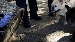 Dua ekor anjing saat melihat evakuasi Seekor tikus yang terjebak di sebuah lubang tong sampah di Brooklyn, New York, Amerika Serikat, (18/10). Supaya tidak terjadi lagi, petugas menambal lubang yang menjebak tubuh si tikus. (REUTERS/Lucas Jackson)
