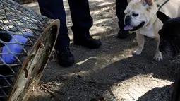 Dua ekor anjing saat melihat evakuasi Seekor tikus yang terjebak di sebuah lubang tong sampah di Brooklyn, New York, Amerika Serikat, (18/10). Supaya tidak terjadi lagi, petugas menambal lubang yang menjebak tubuh si tikus. (REUTERS/Lucas Jackson)