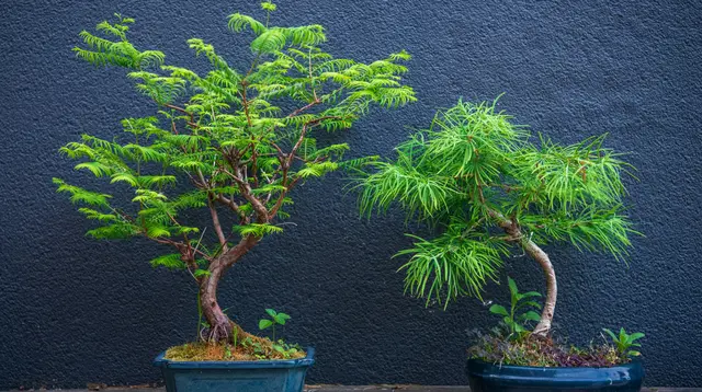 5 Tanaman Hias yang Bentuknya Mirip Miniatur Pohon di Rumah, Hidupkan Suasana