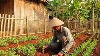 Cara Menanam Singkong di Pekarangan Rumah, Persiapan Lahan Hingga Perawatan dari Hama