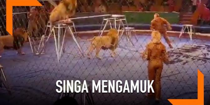 VIDEO: Detik-Detik Singa Ngamuk Saat Pertunjukan Sirkus