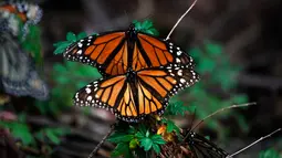 Sepasang kupu-kupu raja terlihat di suaka Amanalco de Becerra, Meksiko, 14 Februari 2019. Kehadiran kupu-kupu raja ini merupakan sebuah pemandangan tahunan yang indah bagi wisatawan, ilmuwan, dan warga lokal. (AP/Marco Ugarte)