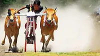 Seorang joki mengendalikan sepasang sapi dalam Karapan Sapi Madura, di Ken Park Kenjeran Surabaya. Acara ini termasuk dalam rangkaian Festival Lintas Budaya (Cross Cultur Fest) 2009. (Antara)