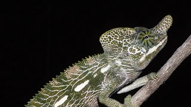 Furcifer Labordi Chameleons (Wikipedia/Public Domain)