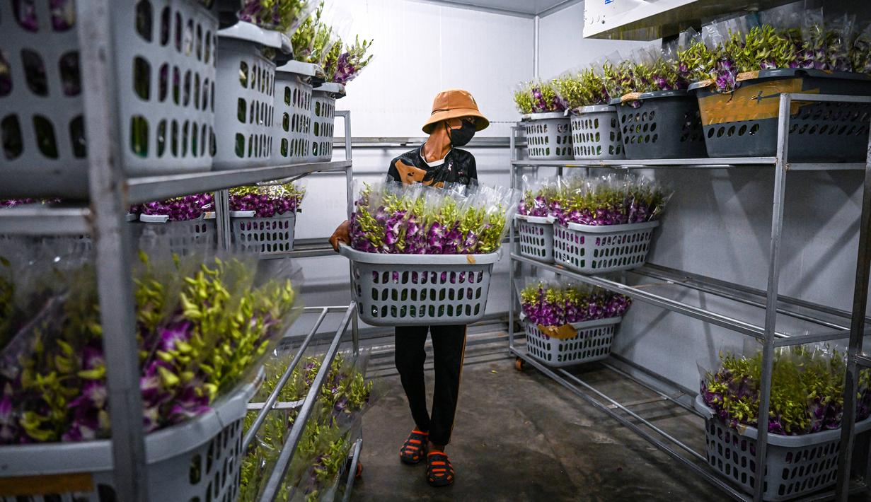 <p>Para pekerja menyimpan anggrek di ruang berpendingin di sebuah peternakan anggrek di provinsi Nakhon Pathom, Thailand tengah pada 7 April 2022. Perkebunan itu pada masa jayanya populer di kalangan elit Thailand, bahkan pernah berkembang menjadi industri anggrek bernilai jutaan dollar. Tetapi pandemi covid-19 telah membuat satu dari lima perkebunan anggrek ditutup baru-baru ini. Dan tekanan semakin berat saat perang Rusia-Ukraina. (Lillian SUWANRUMPHA / AFP)</p>