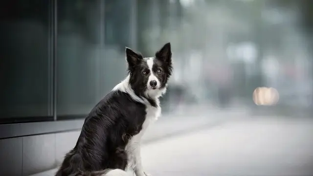 Pemotretan Anjing