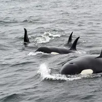 Selain manusia, hewan juga dikaruniai kecerdasan, salah satunya adalah paus orca dengan kecerdasannya dalam berkegiatan di habitatnya. (Foto: Unsplash,com/Mike Doherty)