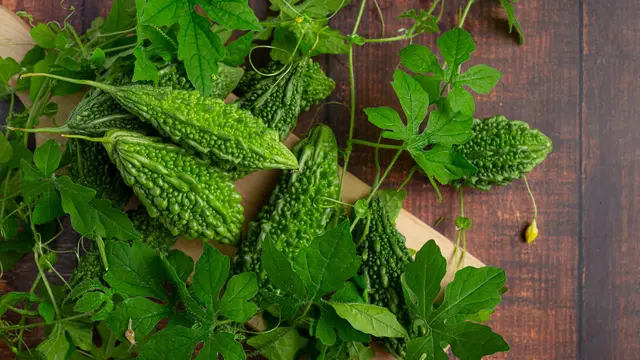 Tips Menanam Pare agar Tumbuh Subur dan Produktif