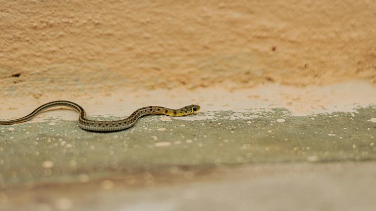 3 Bau Sarang Ular, Ketahui Karakteristik dan Tanda Lain Keberadaannya