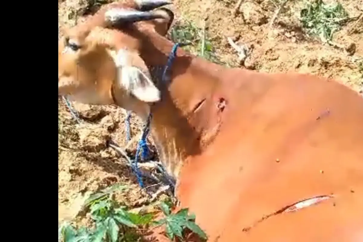 Kondisi sapi yang ditemukan mengalami sejumlah luka bacok. Foto (Istimewa)