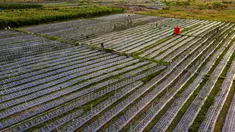 Lahan pertanian bawang merah dan cabai yang dibudidayakan di lahan bekas timbunan lumpur di Meurah Dua, Kabupaten Pidie, Aceh, Jumat , 17 Juli 2026. (AFP/ Chaideer Mahyuddin)