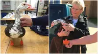 OTW OTW Seekor bebek yang kehilangan dua kakinya karena membeku di udara dingin telah mendapatkan kaki palsu pengganti dengan teknologi 3D.