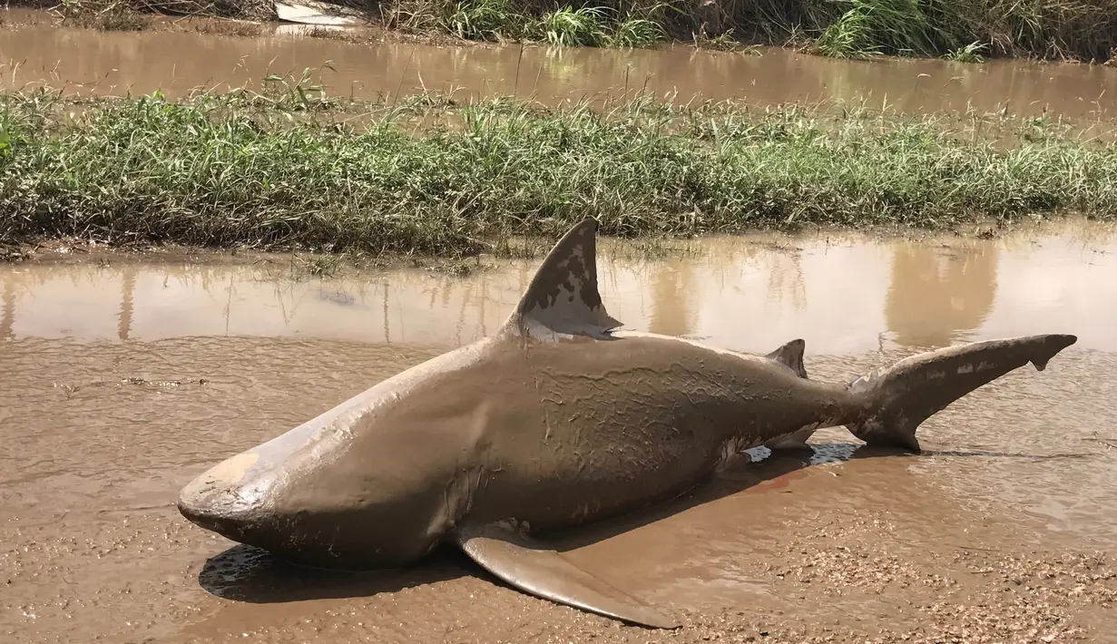 Seekor hiu banteng terdampar di salah satu ruas jalan, dekat wilayah Ayr (sekitar 1200 km di utara Brisbane), timur laut Australia, Kamis (30/3). Hiu sepanjang 1,5 meter itu ditemukan tidak lama setelah terjangan Topan Debbie berlalu. (Lisa Smith via AP)